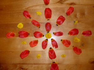 Mandala-Tulpen